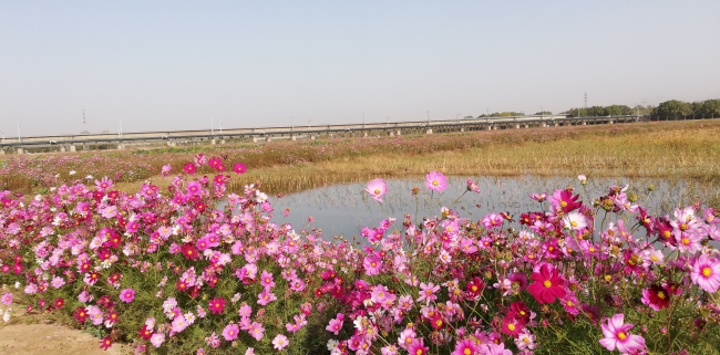 永定河畔、朱官屯秋水长、残荷、芦花IMG_20191020_090930.jpg