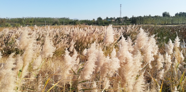 永定河畔秋水长、残荷、芦花IMG_20191015_091553.jpg