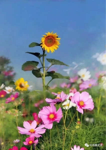 mmexport9053aadd7b290be8dadd8ce0eb4ac210.jpeg