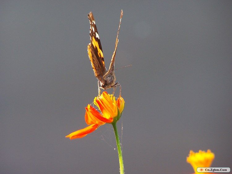100_5435.JPG
