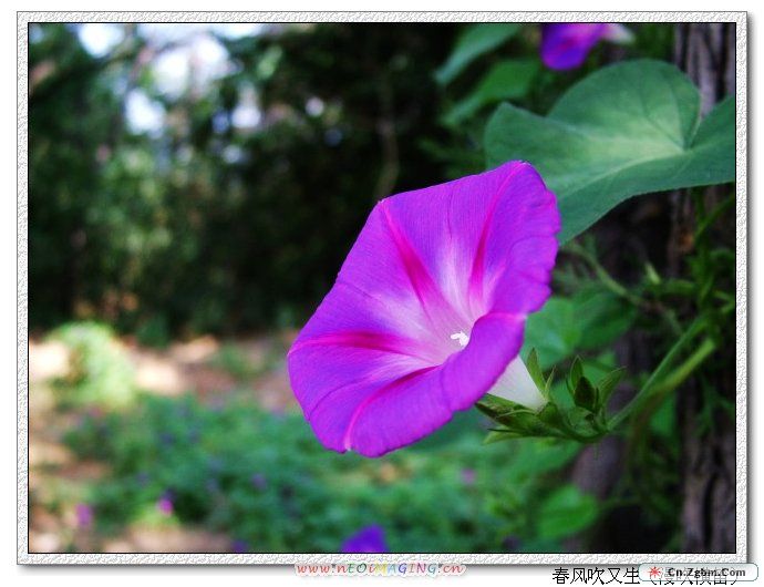 牵牛花3.jpg