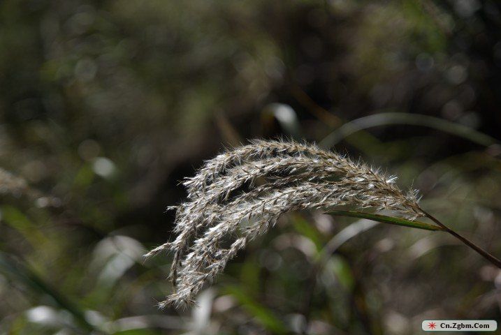 草3.jpg