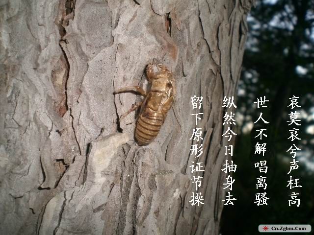 黄山 201.jpg